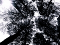 Pixart_130520_Desierto-de-los-Leones_0033.jpg
