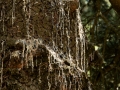 Pixart_130603_Desierto-de-los-Leones_0169.jpg
