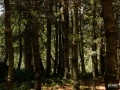 Pixart_130603_Desierto-de-los-Leones_0190.jpg