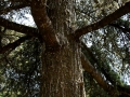 Pixart_Desierto-de-los-Leones_130603_0170.jpg