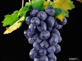 Commercial Food & Beverage Photography