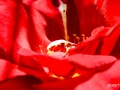 Pixart_2012_0801_0016_0038.jpg